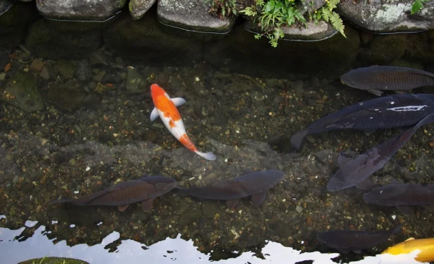 Halten Sie Ihren Teich im Gleichgewicht mit GH plus