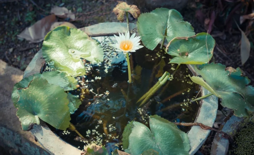 Miniteich selbst anlegen: Tipps und Ideen