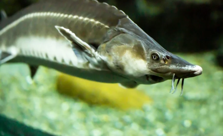 Der Stör: ein besonderer Fisch für Ihren Teich